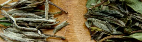 White tea (Bai Mudan) buds vs. leaves