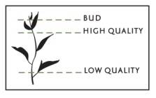 two-leaves-and-a-bud